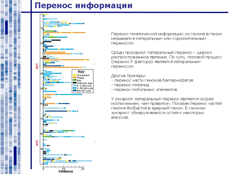 Перенос информации Перенос генетической информации из генома в геном называется латеральным или горизонтальным переносом.